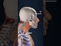 Forward head posture results in poor breathing..posture related most common pathology...