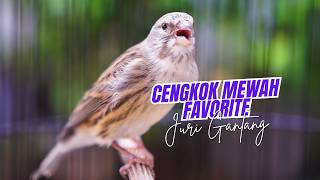 CENGKOK MEWAH FAVORITE JURI GANTANG! MASTERAN KENARI ISIAN BLACKTHROAT GACOR BIKIN JUARA
