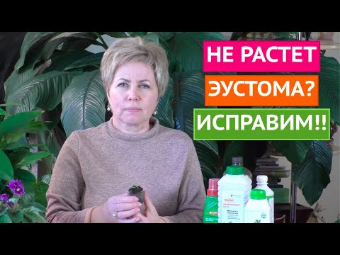 КАК ЗАСТАВИТЬ ЭУСТОМУ РАСТИ! ДЕЛЮСЬ СВОИМИ СЕКРЕТАМИ!