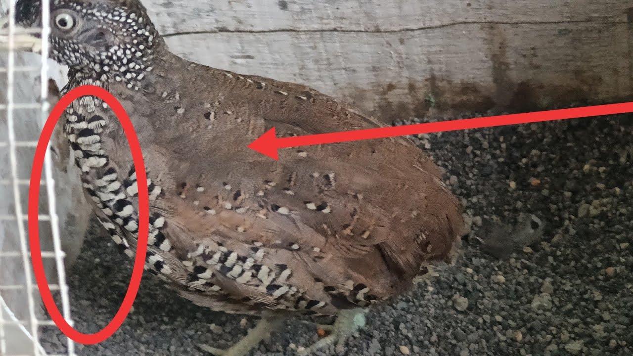 Cara Mikat burung Puyuh tanah menggunakan jebak paling simpel se