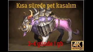 Kısa Sürede 50-60 Lvl Pet Kasalım L Zero L Knight Online
