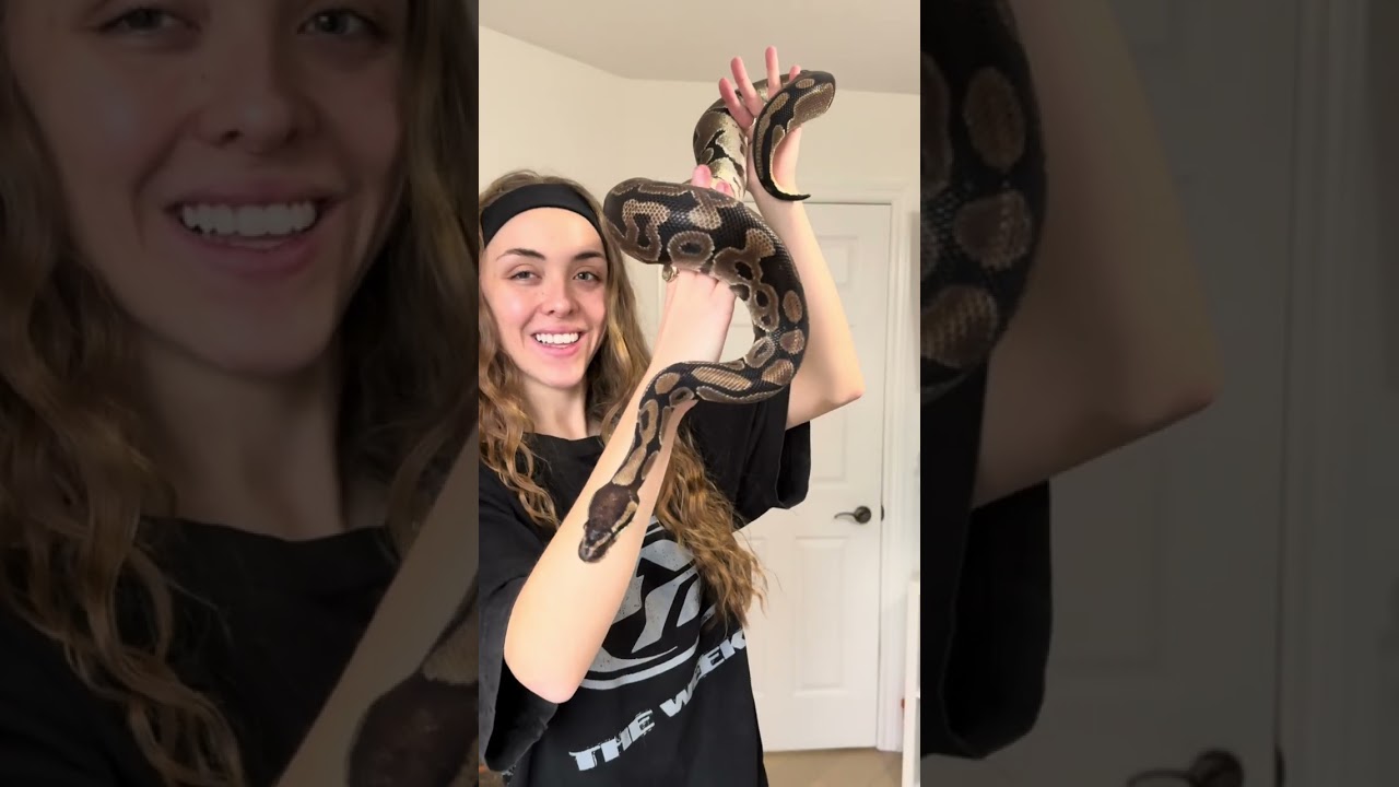 Meet My Snakes! 🐍 Ball Pythons & Corn Snake Show-Off