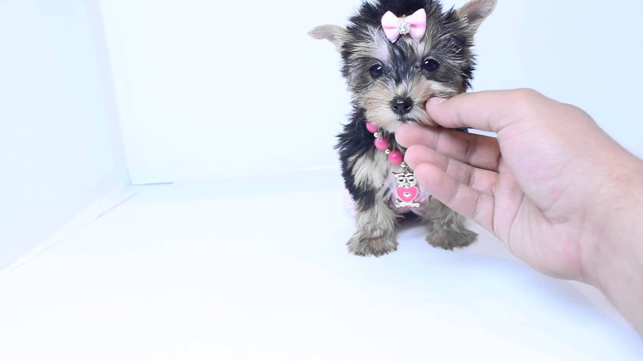 natty teacup yorkie