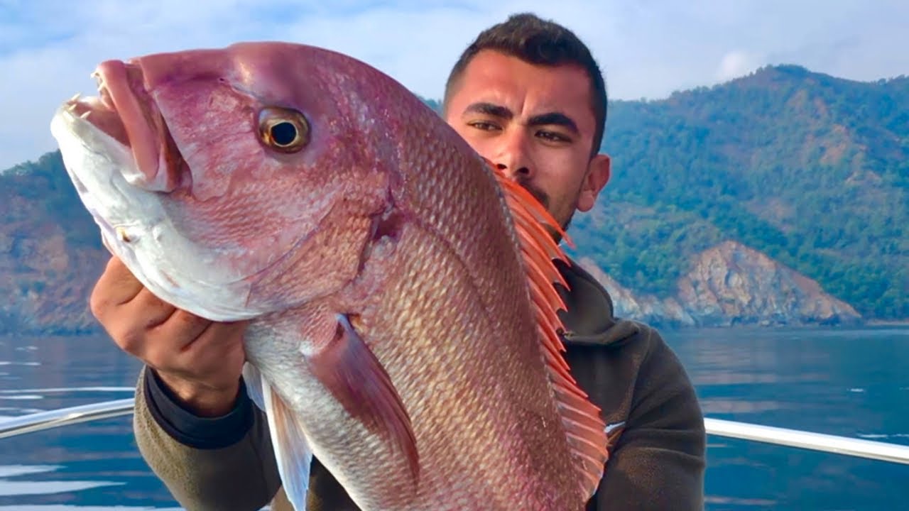 TRANÇA AVI VURUŞ ANI PİNK DENTEX LİVE STRİKE