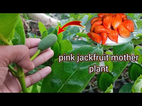 pink Jackfruit mother plants and grafting plants