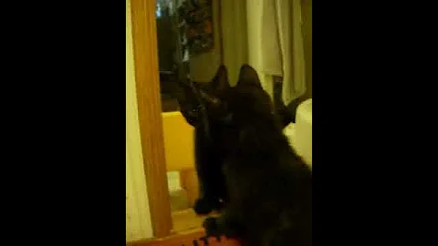 Watch the video about Black Bengal Manx kitten playing in the mirror