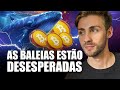 MERCADO CRIPTO: A FASE DE OTIMISMO COMEÇOU!