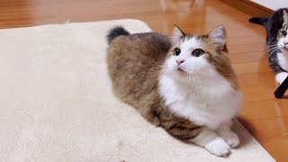 100人見たら100人が「こいつ悪いなぁ」って思う…かもしれない猫