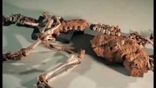 São João do Polêsine Antigo, fóssil de dinossauro predador do mundo é encontrado no sul do Brasil