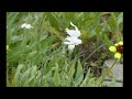 Mariposita blanca cacata o pajarito