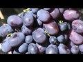 Виноград Бруно  (Bruno Grapes)