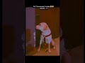 😁🐾🐶😹#reels#love#funny#motivation#viral#trending#shorts#short#ytshorts#pets#dogshorts#dog#labrador#yt