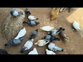 Pigeon video vlog 5 🕊️🕊️ #hyderabad #old city like share and subscribe karo aur comment Karo #001224