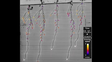 The growing root system architecture