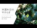 【木漏れ日アコースティック】静かに整うヒーリングサウンド │ Calm & Cleansing Acoustic Healing Music