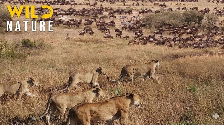 WILD SERENGETI | Battle for Survival in Predator Territory | Animal documentary