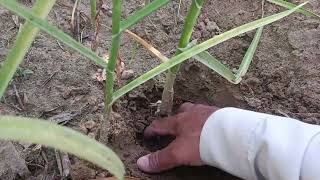 100% Pure Desi Thoom Lehsan Garlic 🧄 Cultivation in Thal Area