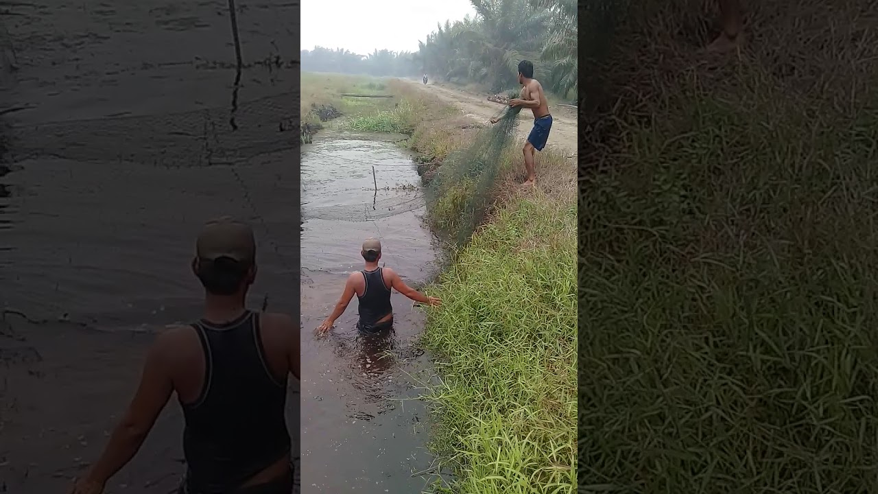 Menjaring ikan - YouTube
