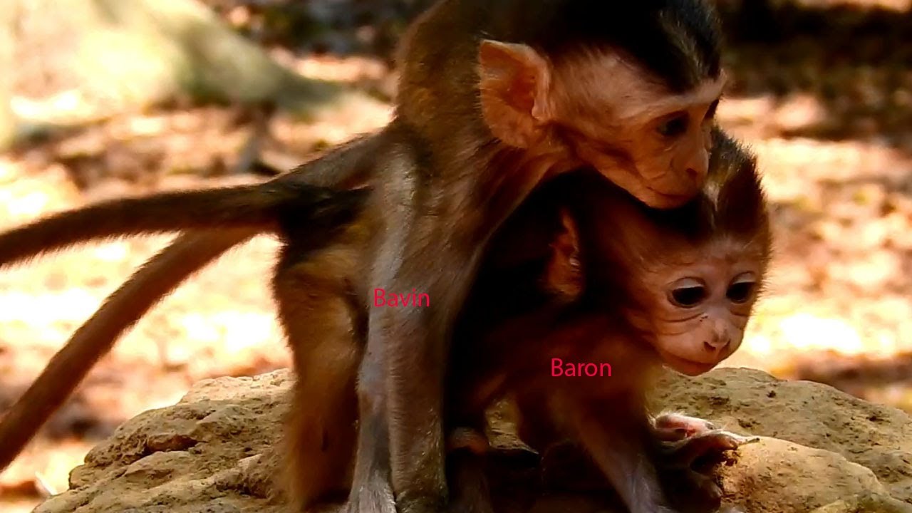 Just newborn baby Baron and friends cute baby monkey and so funny nonstop learns to walks, great