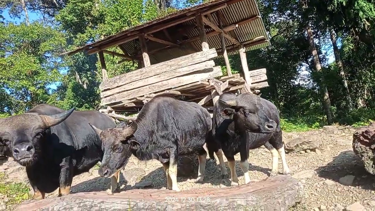 deyung ❣️🥰🥰