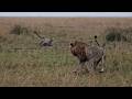Leopard Charges At A Male Lion To Save Her Cubs