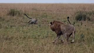 Leopard charges at a male lion to save her cubs