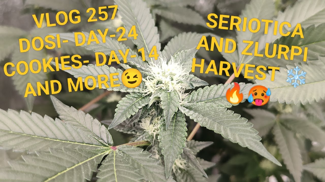 Seriotica And Zlurpi Harvest Time, And Setting Up The Next Run , Big Thanks To All Subs, Your Awsome