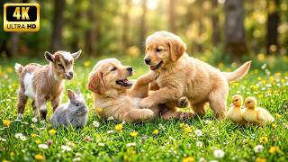 Tiny Baby Animals in 4K – Funny & Sweet Little Pets Enjoying Nature Together 🌸💛 screenshot 3