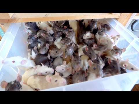 KaiyoヤワゲSS10匹マウスL30匹ラットS15匹S M15匹 KaiyoヤワゲSS10匹マウスL30匹ラットS15匹S M15匹 Kaiyo様専用