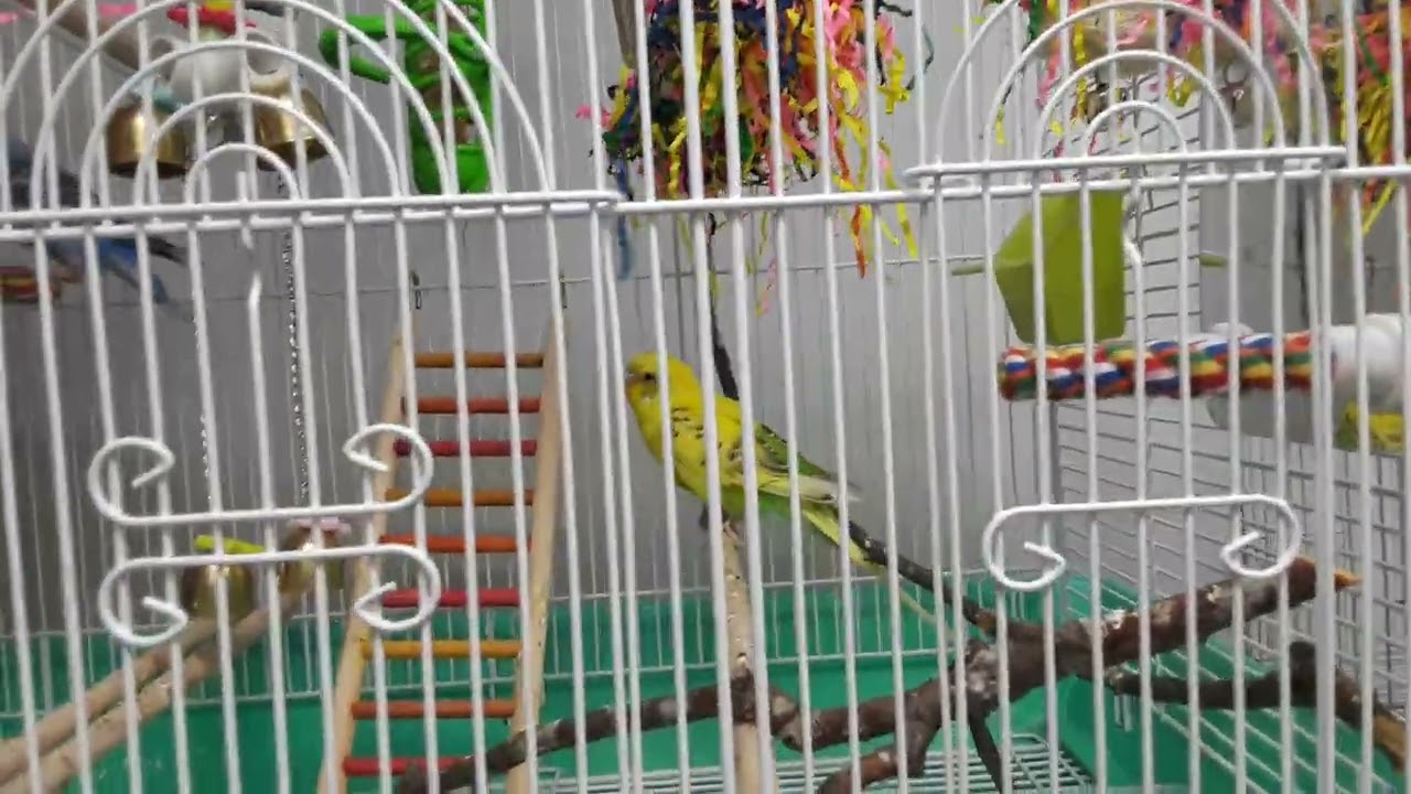 More birds at Bird Hut, Portland Oregon