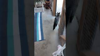 Heeft Chucky een marmot gezien? #kat #kort