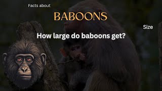Baboon Fact 5 - How Large Do Baboons Get?