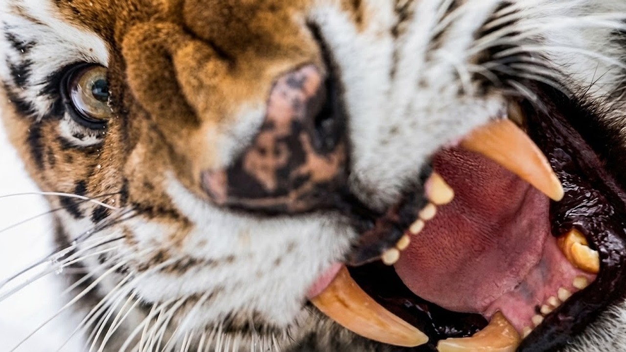 Самые могущественные животные мира - 4K