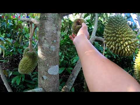 Video Tình hình đậu trái của Bơ,Sầu Riêng không phân thuốc... - youtube