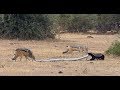 Python vs. jackals vs. honey badger- Who wins- (Video) Any Articles News