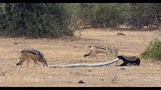 Python vs. jackals vs. honey badger- Who wins- (Video) Any Articles News Wealth