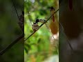 beautiful bird#yt #bird#naturesounds #viral#shortsyoutube #shortsfeed