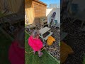 #gardentransformation #newbuildgarden #gardenglowup #gardentidyup #beforeandafter
