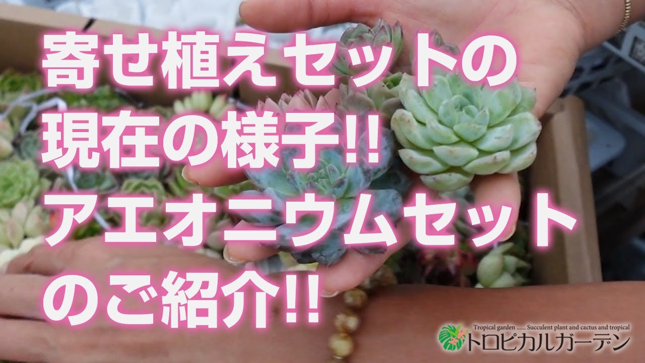 Succulent plants] Current status of the planting set!! Introducing