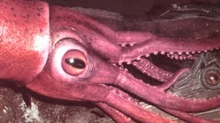 Cryptids and Monsters:  The USS Stein Monster, reported giant squid-like creature that attacked ship