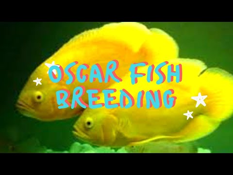 Oscar fish care in tamil