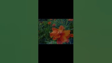 القارئ عمير شميم | سورة الوقعة #عمير_شميم #سورة_الوقعة #قران #قران_كريم