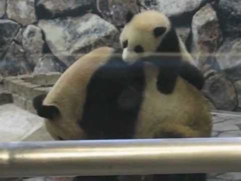 パンダの親子（アドベンチャーワールド）Parent and Child of PANDA