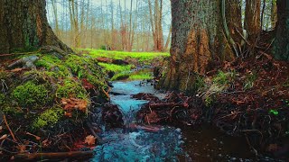 The sound of a brook in the forest ㅣ Sleepy White Noise ㅣ 10 Hours of Restful Sleep