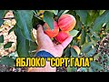 Обзор яблок сорт Гала