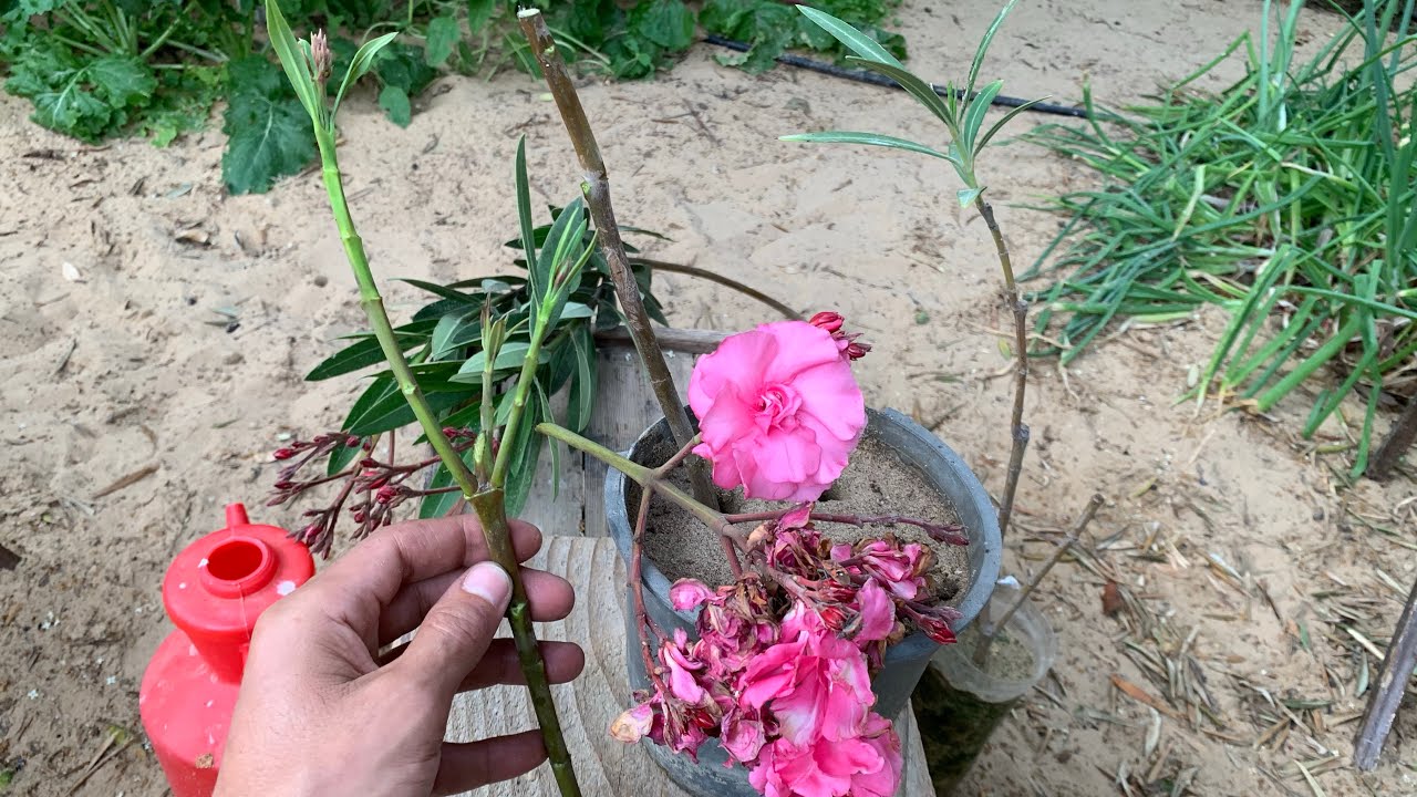 زراعة شجرة الدفلة واكثارها بالعقل 🌺🌷