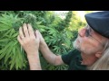 How To Operate A Marijuana Clone Nursery (Part One)