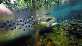 Trout fishing tiny stream, You won't believe how small this creek is that holds quite large trout