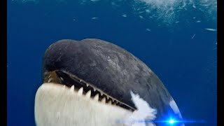 Why Orcas Don't Attack Humans