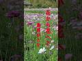 ♪︎花から花へと#島津ゆたか